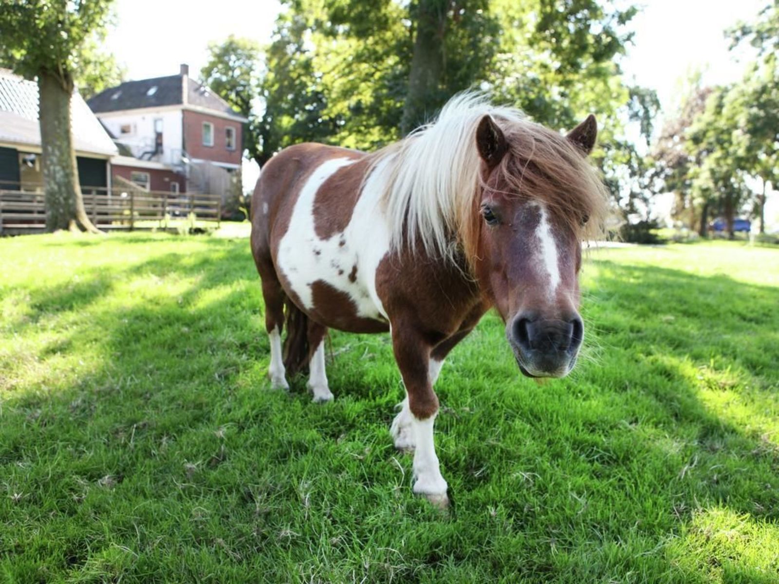 A horse with a white mane and brown patches standing on grass.