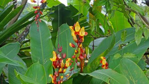 Garden - Mindo Real (Mindo)