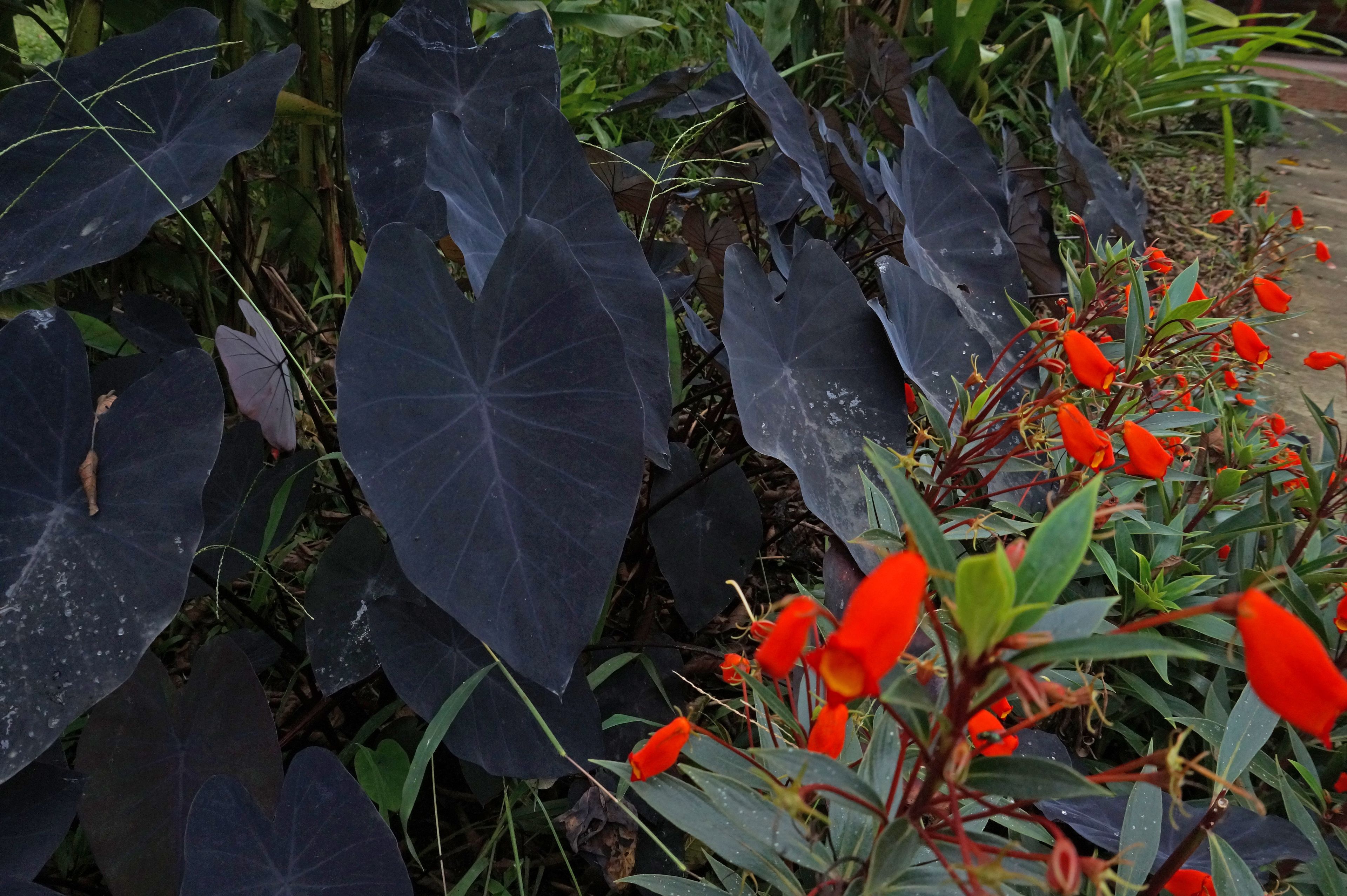 Jardín