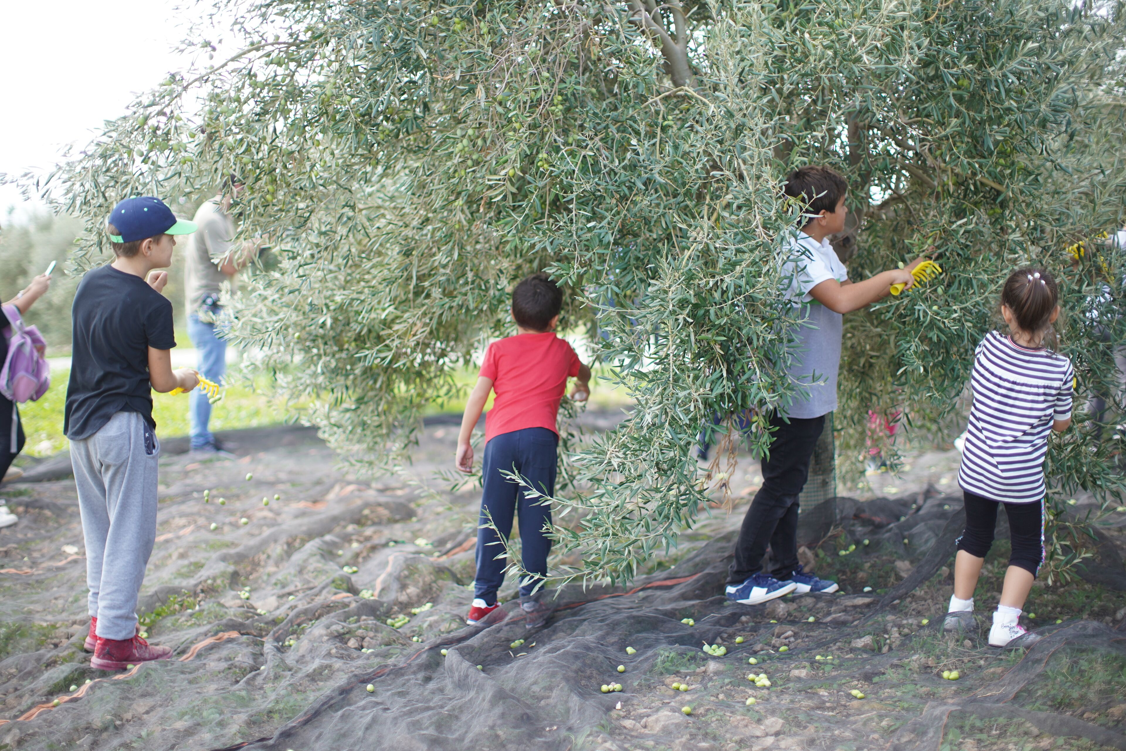 A group of people harvesting olives from a tree in an outdoor setting.
