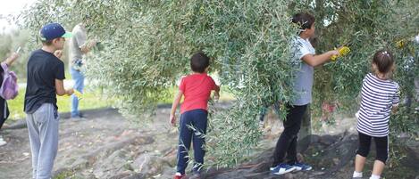 A group of people harvesting olives from a tree in an outdoor setting.