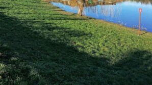 Escena serena junto al lago, con un área verde y un árbol reflejado en el agua.