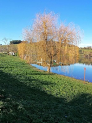 Eine friedliche Seeblick-Szene mit einer Wiese und einem Baumspiegel im Wasser.