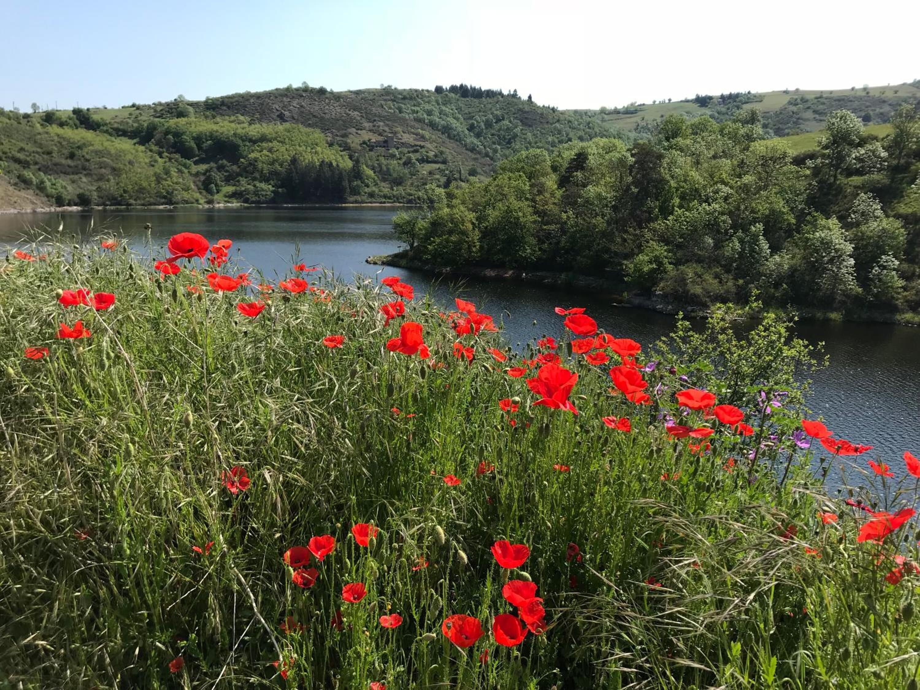 Paisaje natural con un lago, rodeado de colinas y un campo de amapolas rojas.