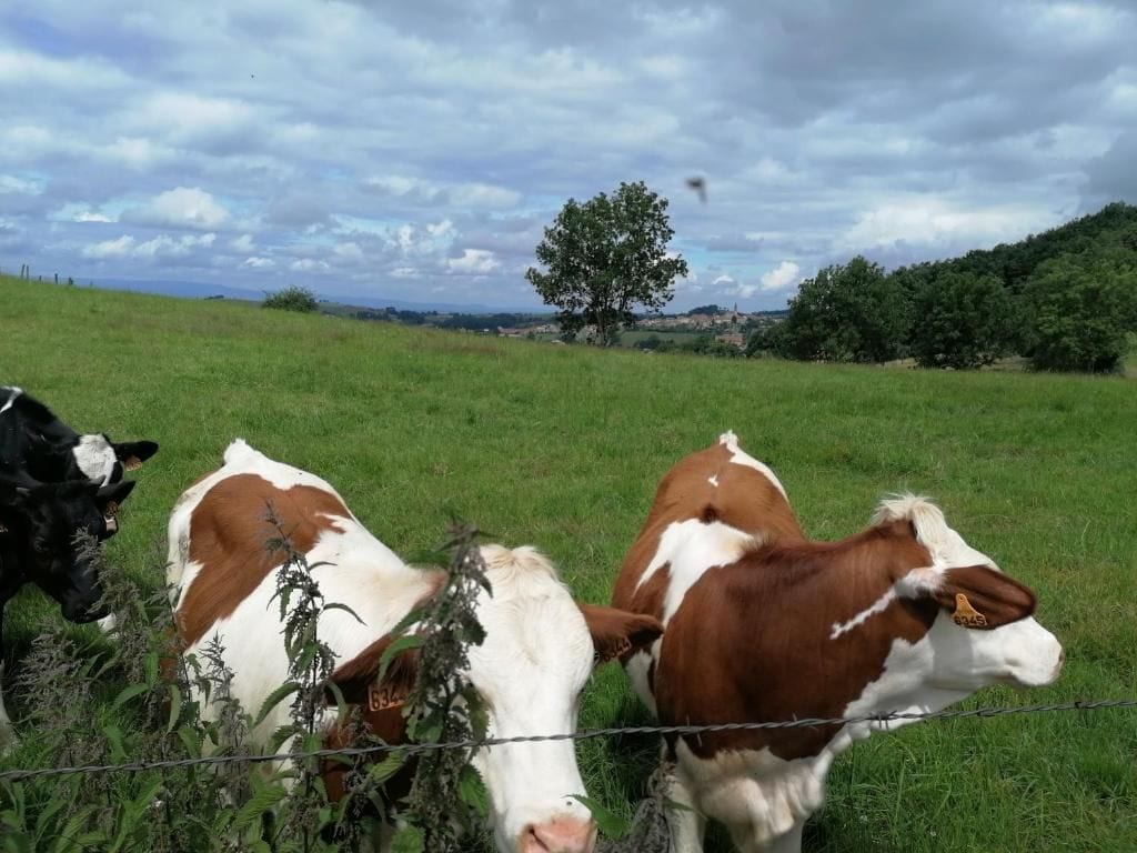 Un campo con vacas y un árbol a lo lejos.