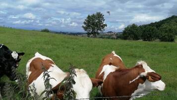 Un campo con vacas y un árbol a lo lejos.