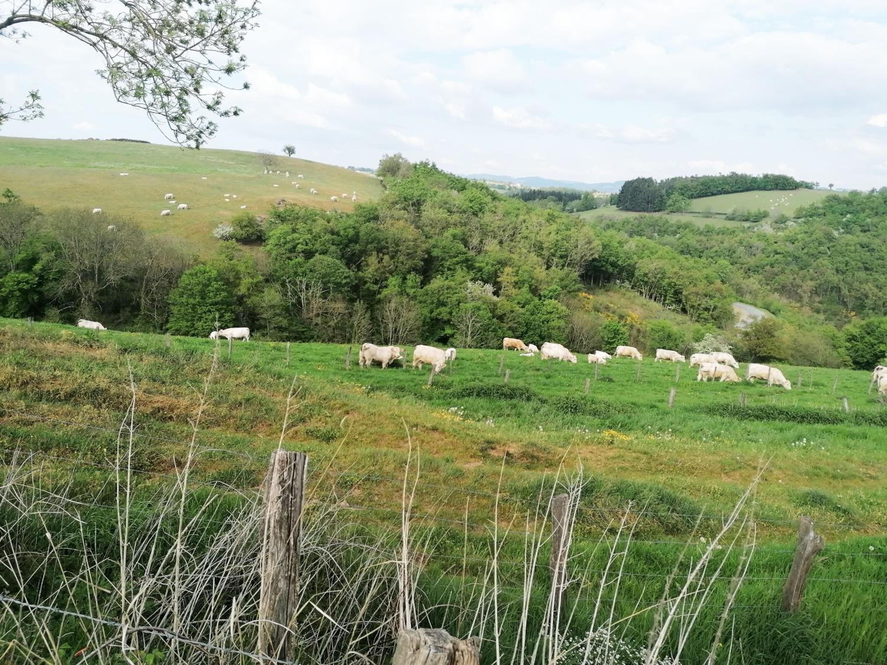 Un paysage rural avec un pré clôturé, des arbres et des collines douces en arrière-plan.