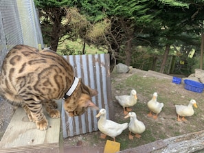 Aceita animais de estimação