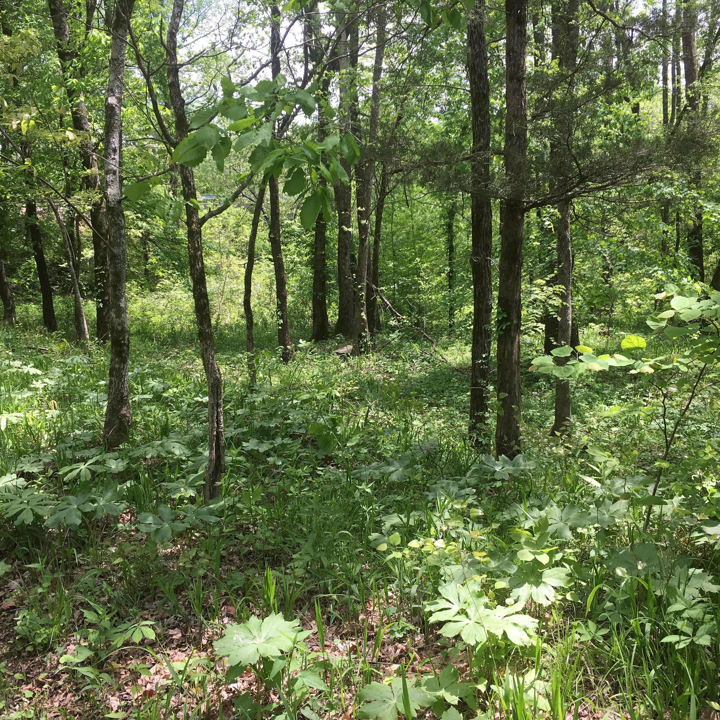 A dense forest with tall trees and undergrowth.