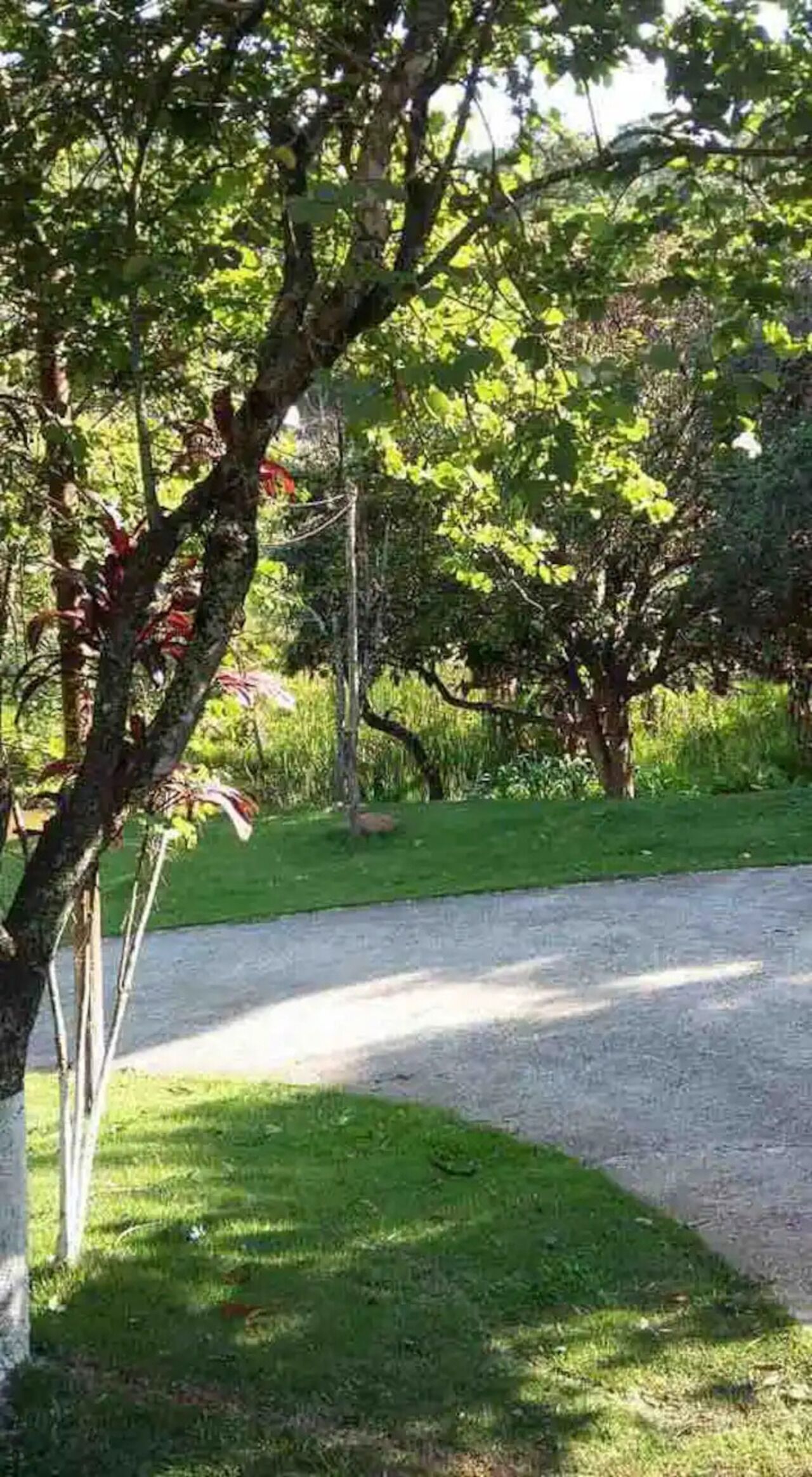 A pathway leading through a park with trees and grass.