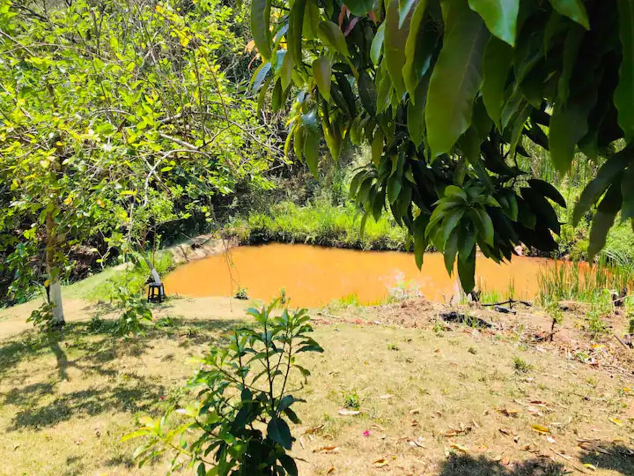 Entorno natural al aire libre con un pequeño estanque, rodeado de vegetación y árboles.