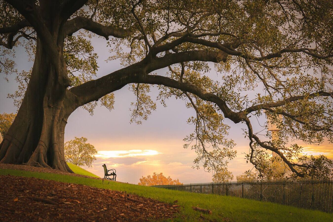 Un grand arbre sous lequel se trouve un banc, une zone herbeuse et une clôture en arrière-plan.
