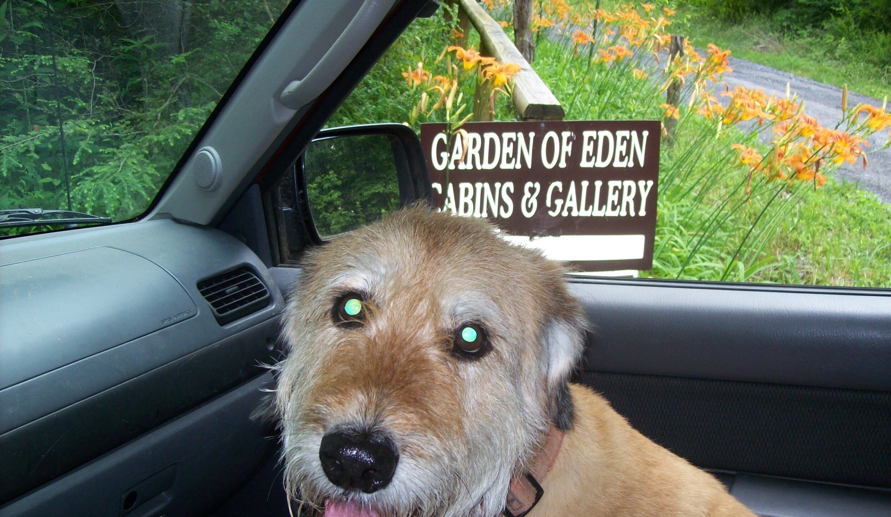 A dog inside a car with a sign in the window reading "Garden of Eden Cabins & Gallery".