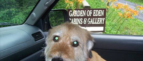 A dog inside a car with a sign in the window reading "Garden of Eden Cabins & Gallery".