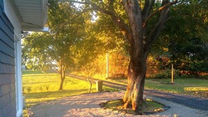 Ein Kiesweg führt zu einem Haus, im Vordergrund steht ein großer Baum.