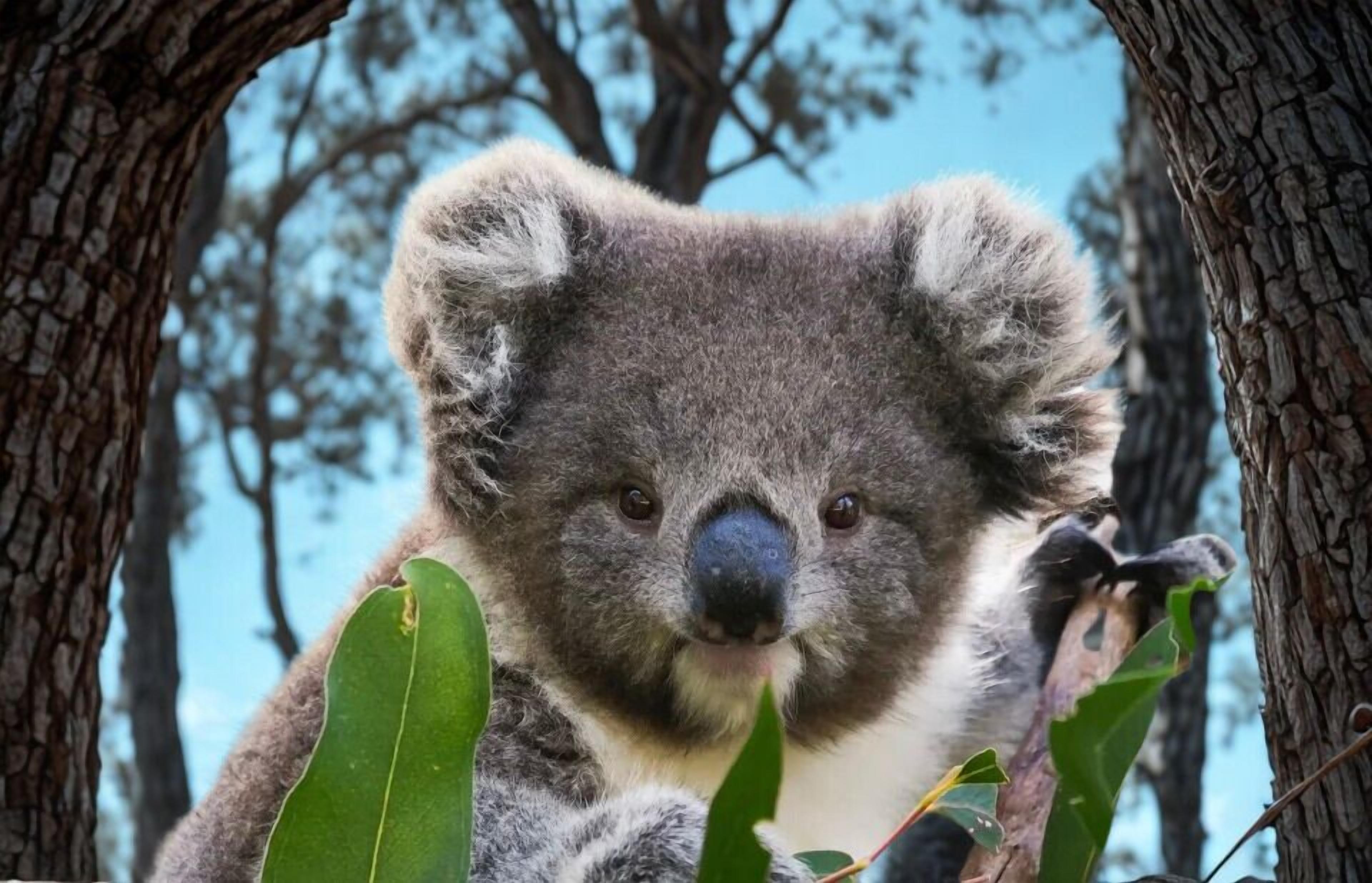 Un koala su un albero, circondato da foglie verdi.