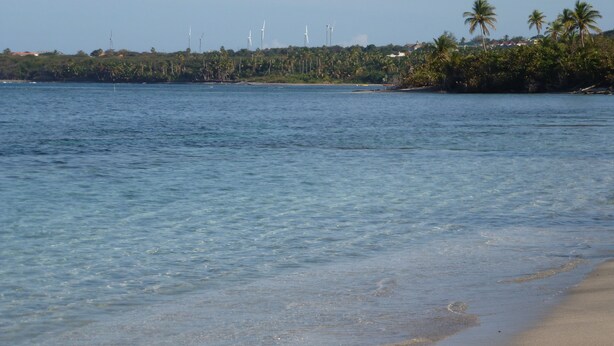 Una playa con agua cristalina, palmeras y aerogeneradores al fondo.