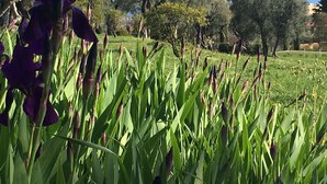 Ein Garten mit hohem, grünem Gras, violetten Blumen, Bäumen und blauem Himmel.