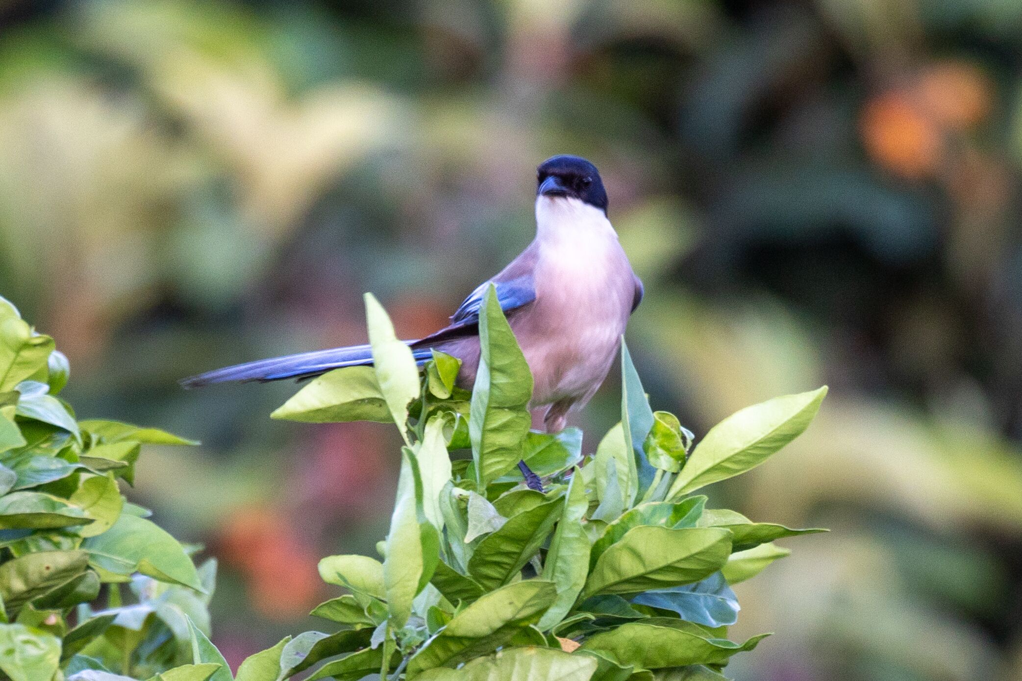 A bird perched on green foliage.