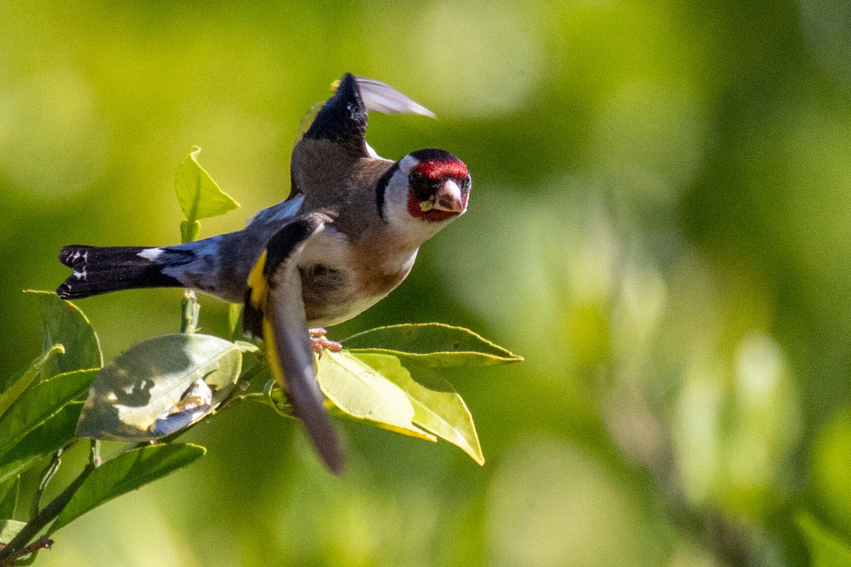 Ein Vogel sitzt auf einem Ast vor unscharfem Grün im Hintergrund.