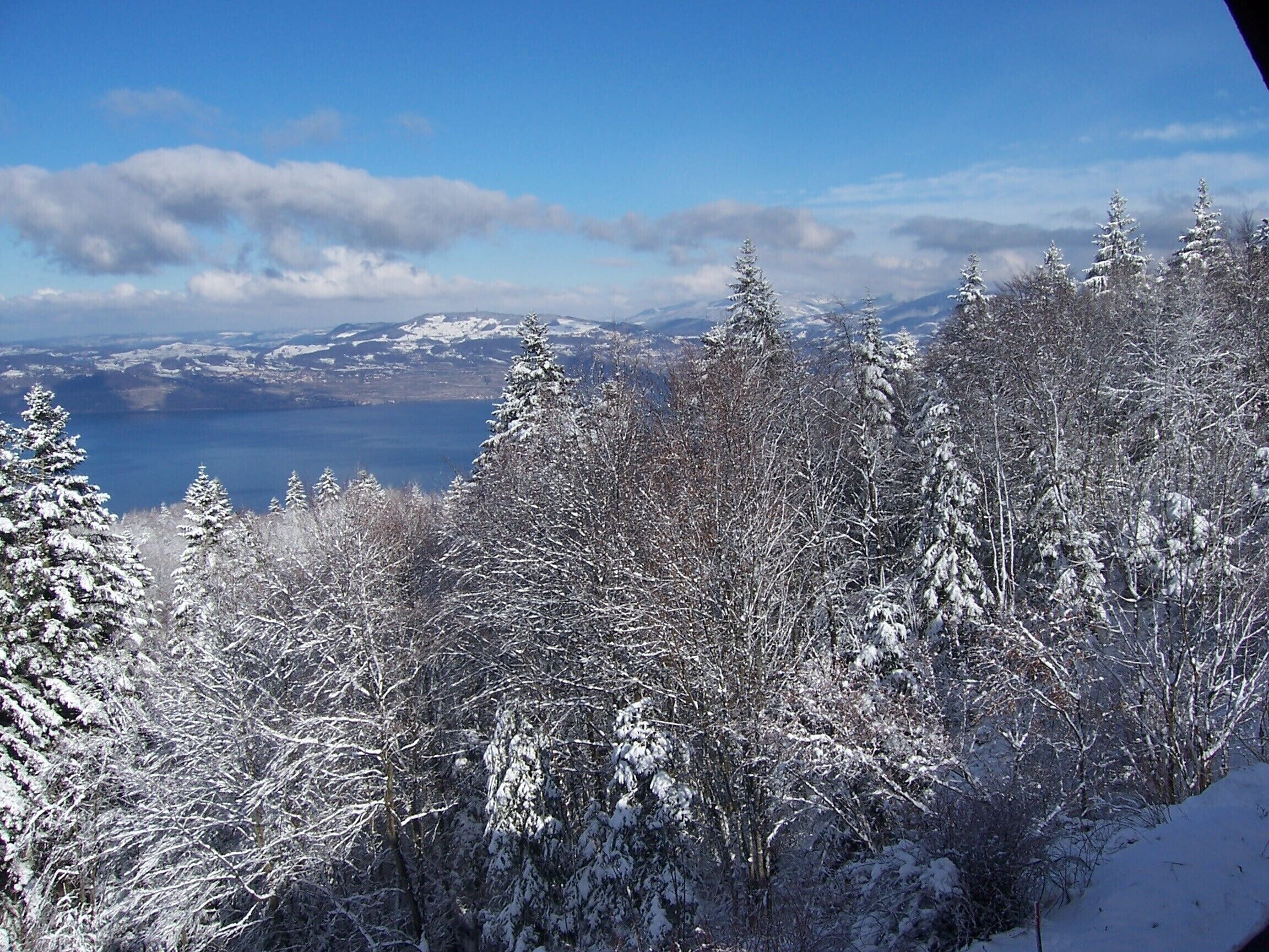 A snowy landscape with dense trees and a distant view of mountains and a body of water.