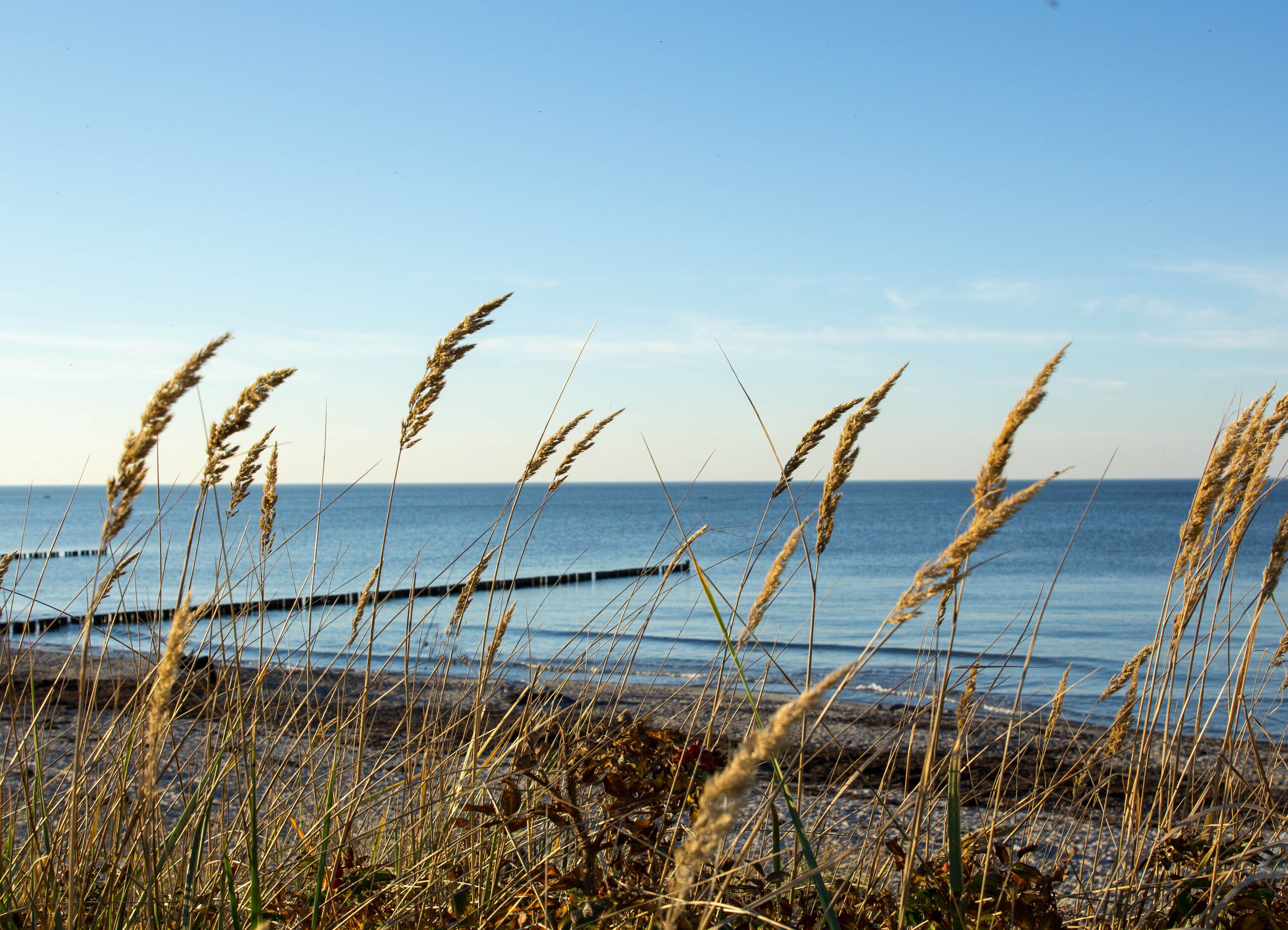 A beach with tall grasses and a clear view of the ocean.