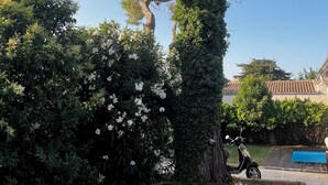 Un árbol grande con un tronco grueso y follaje denso, un área pavimentada con un scooter, y un edificio con techo de tejas al fondo.