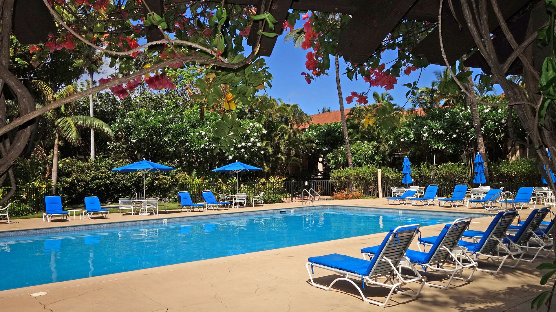 A pool area with blue lounge chairs and umbrellas, surrounded by lush greenery and palm trees.