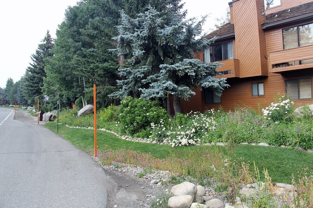 A residential area with a road, a large evergreen tree, and a multi-story building with balconies.