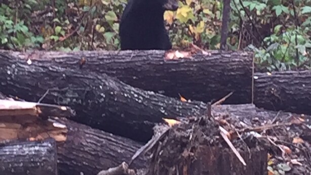 A black bear sitting on a log in a forested area with dense foliage in the background. - Built in 2018 this is a charming, spacious chalet that sleeps 6!   (Gatlinburg)