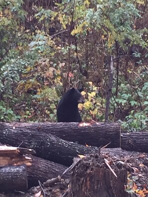 Un oso negro sentado sobre un tronco en un área boscosa con vegetación densa al fondo.
