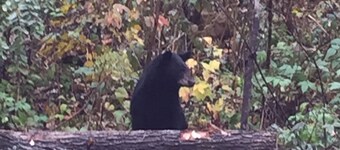 Built in 2018 this is a charming, spacious chalet that sleeps 6!