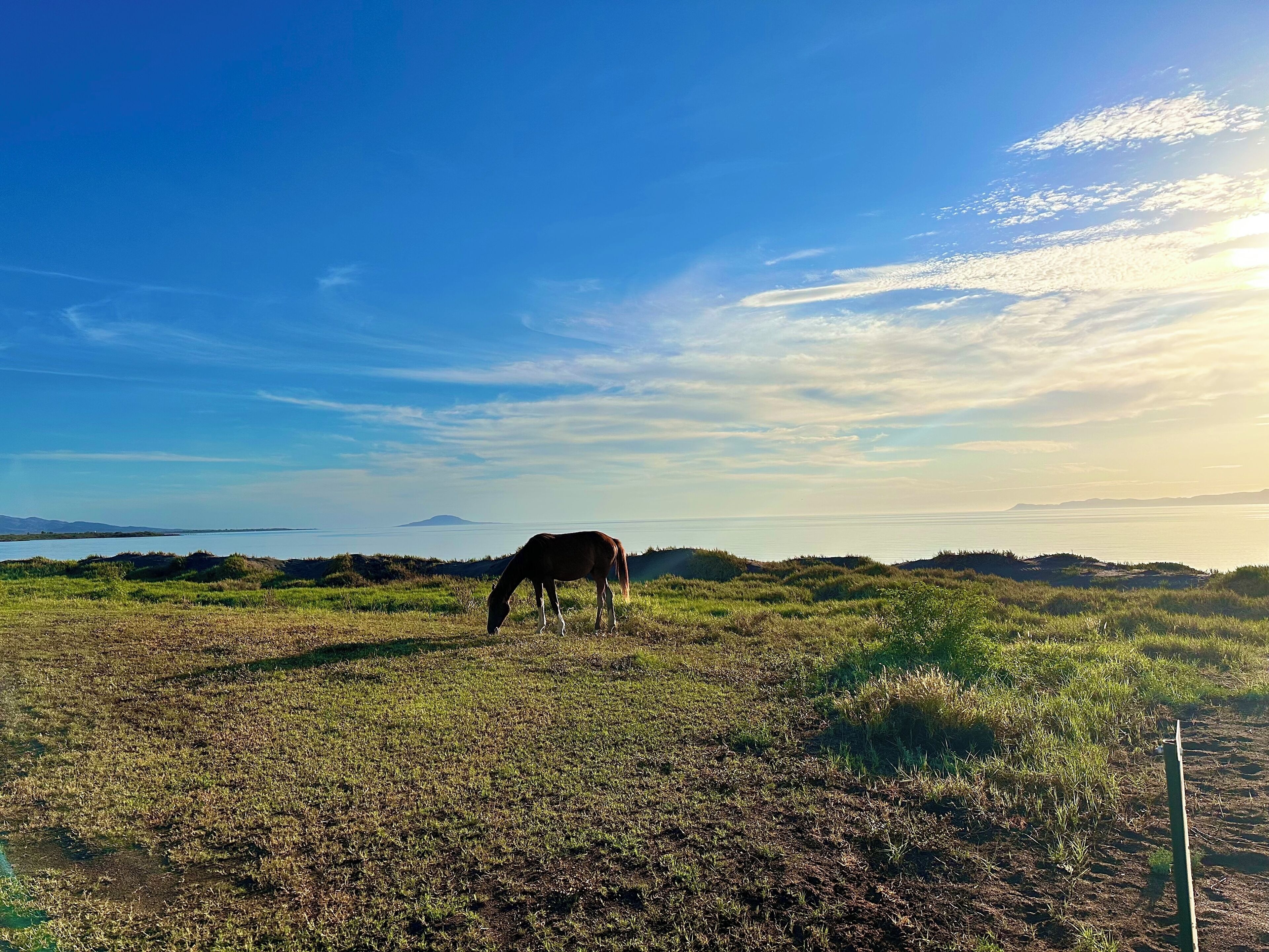Un cheval broute dans un champ verdoyant, sous un ciel dégagé, avec des montagnes qui se dessinent à l’horizon.