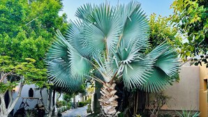A courtyard with a central palm tree, stone pathway, and surrounding greenery. - Beautiful 2 Bed, 2 Bath Casa Steps From The Beach & Pools In Loreto Bay (Loreto)
