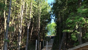 Eine Holztreppe führt zu einem überdachten Bereich in einem Waldgebiet.