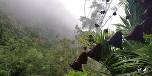 Mountain view - Ella 9 Arch Miracle (Ella)