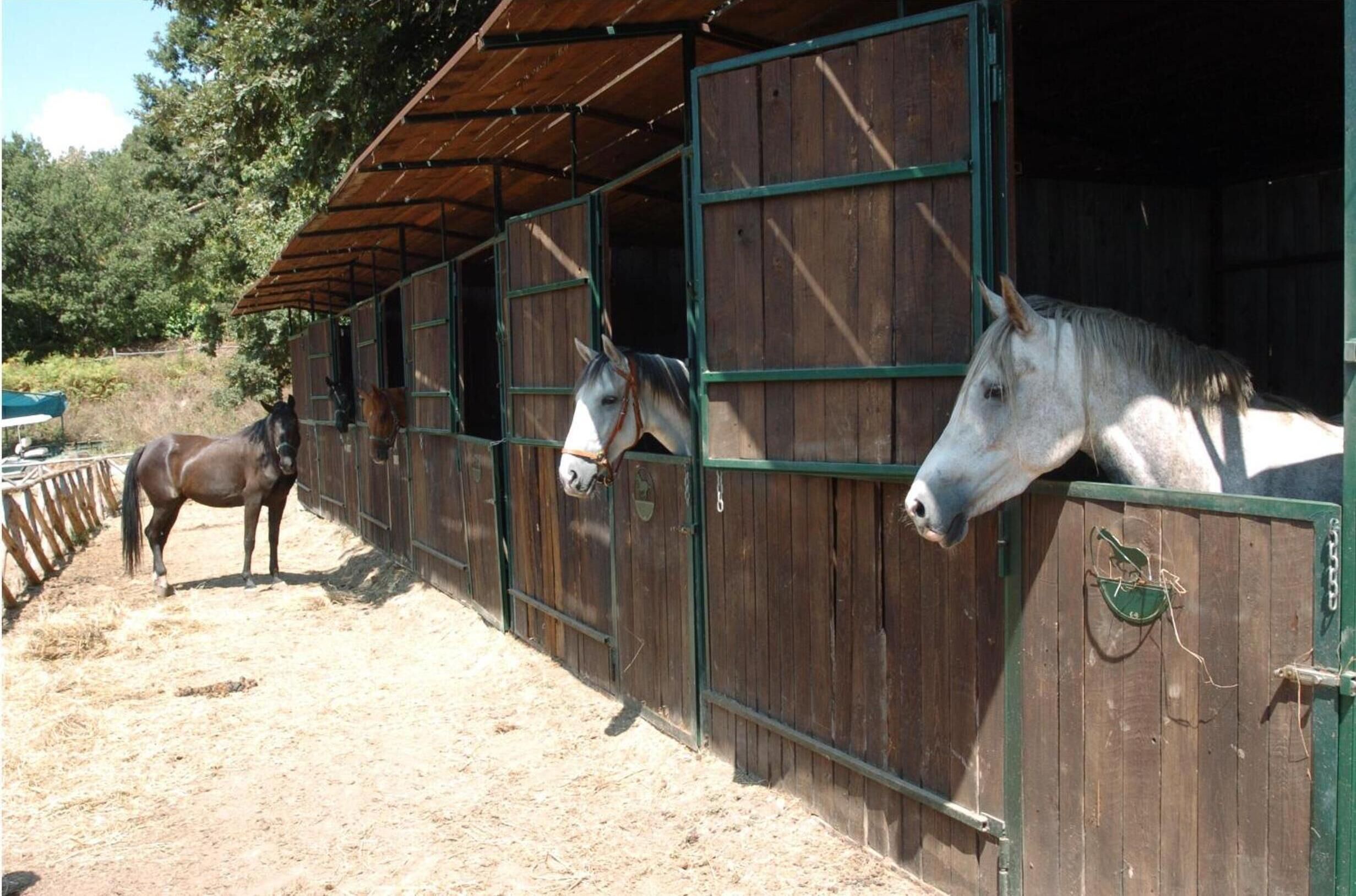 A stable with wooden walls and green metal doors, containing horses.