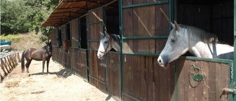 A stable with wooden walls and green metal doors, containing horses.