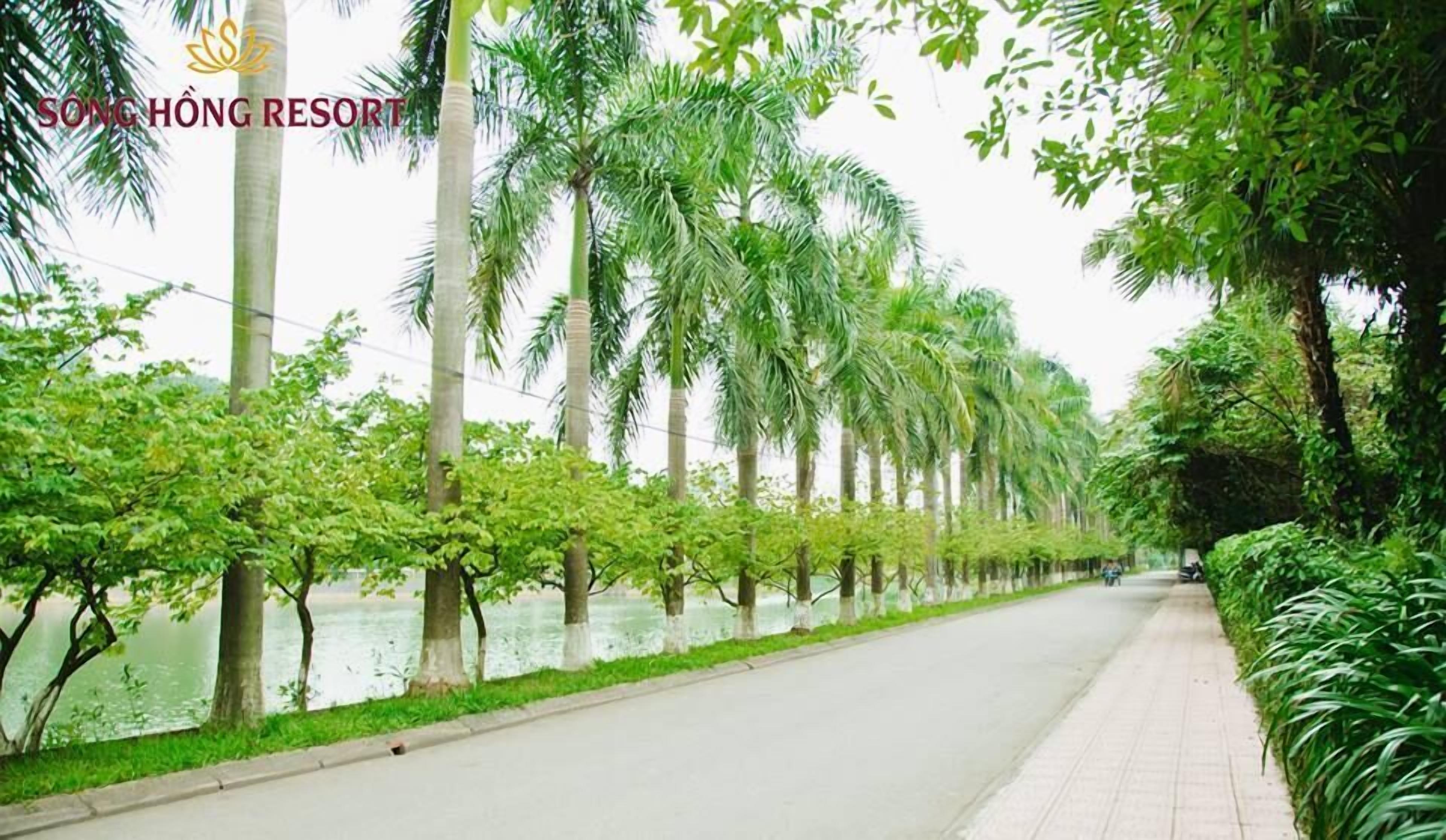 Un percorso alberato da palme, con un tratto d'acqua, probabilmente parte di un resort.