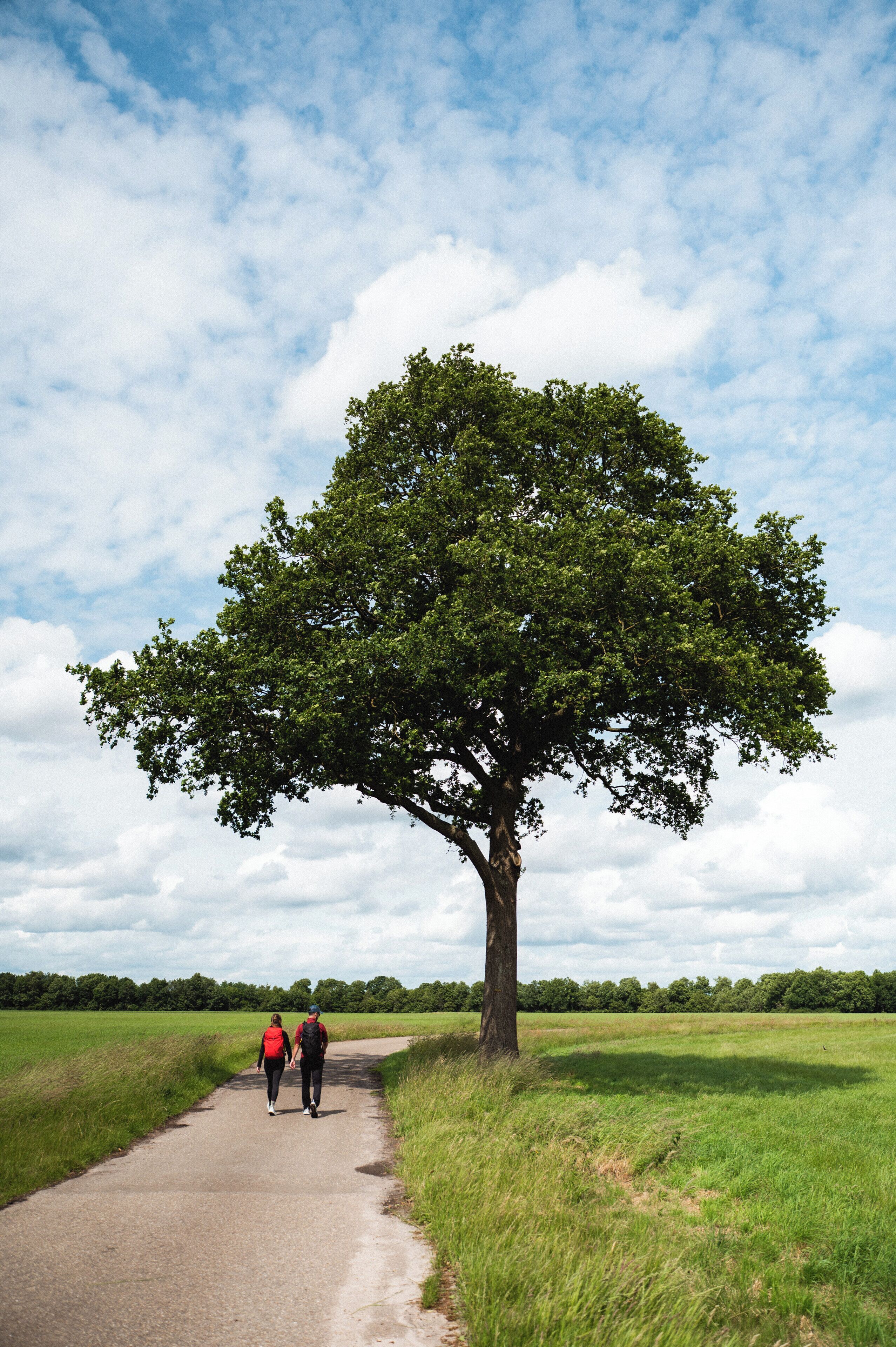 Un sendero que lleva a un gran árbol, con dos personas alejándose de la cámara.