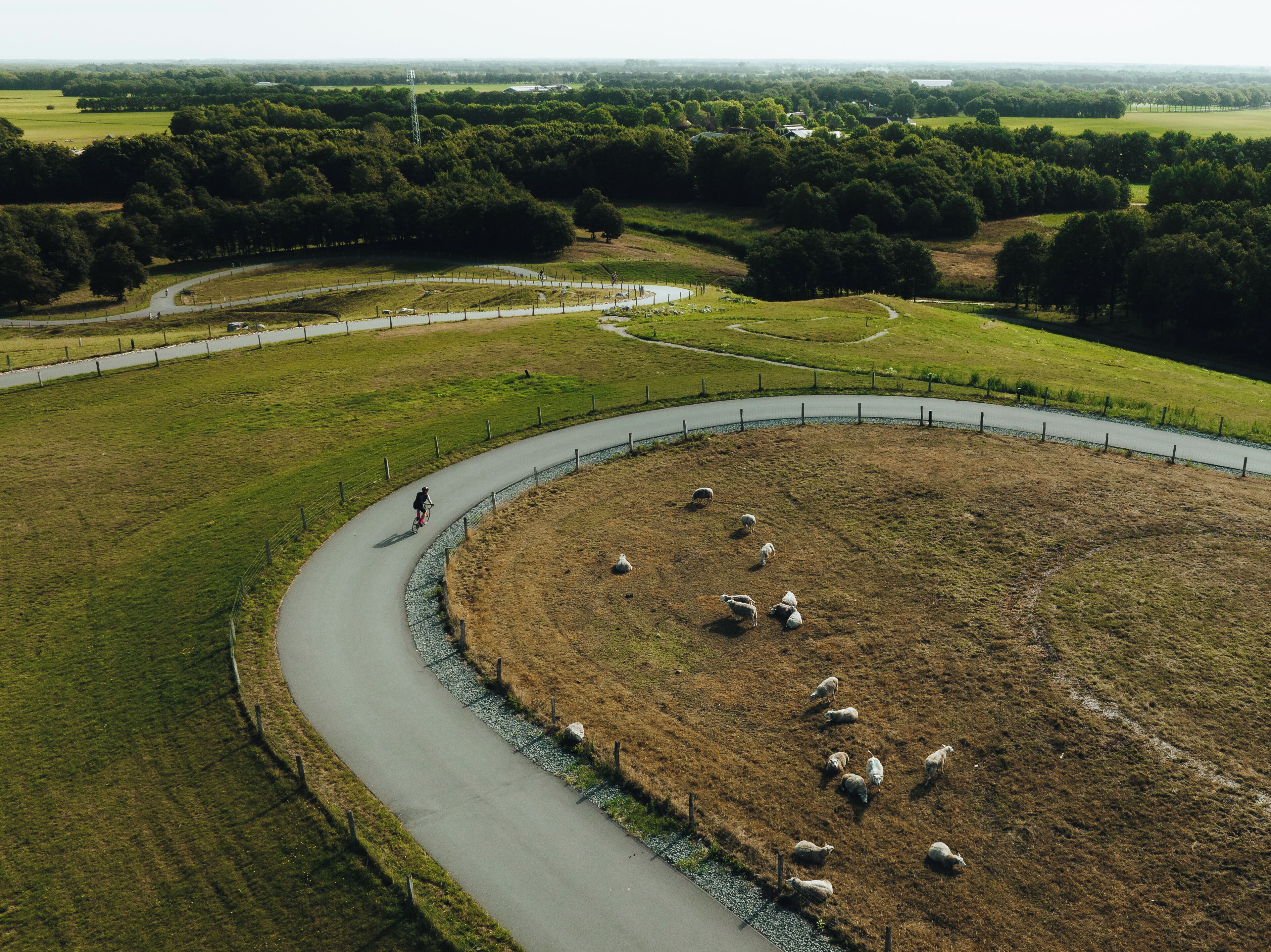 Un espace clos délimité par une clôture, avec une route sinueuse, une personne à vélo et plusieurs moutons qui paissent.