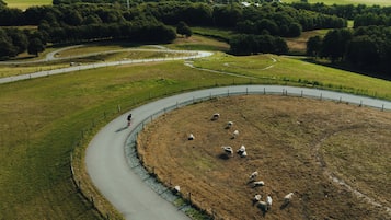 Un espace clos délimité par une clôture, avec une route sinueuse, une personne à vélo et plusieurs moutons qui paissent.