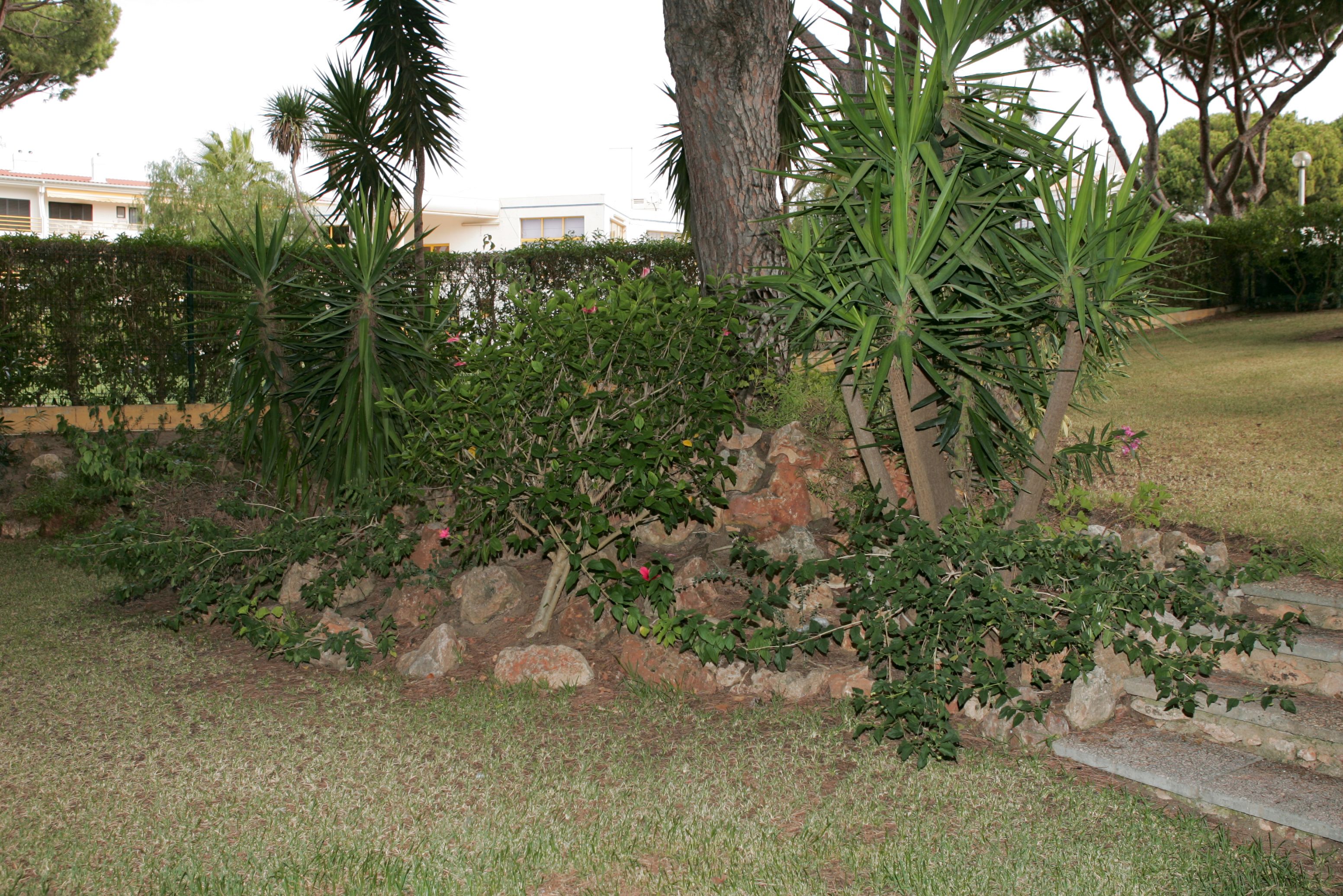 Un jardin aménagé avec une variété de plantes, un mur en pierre et un sentier.