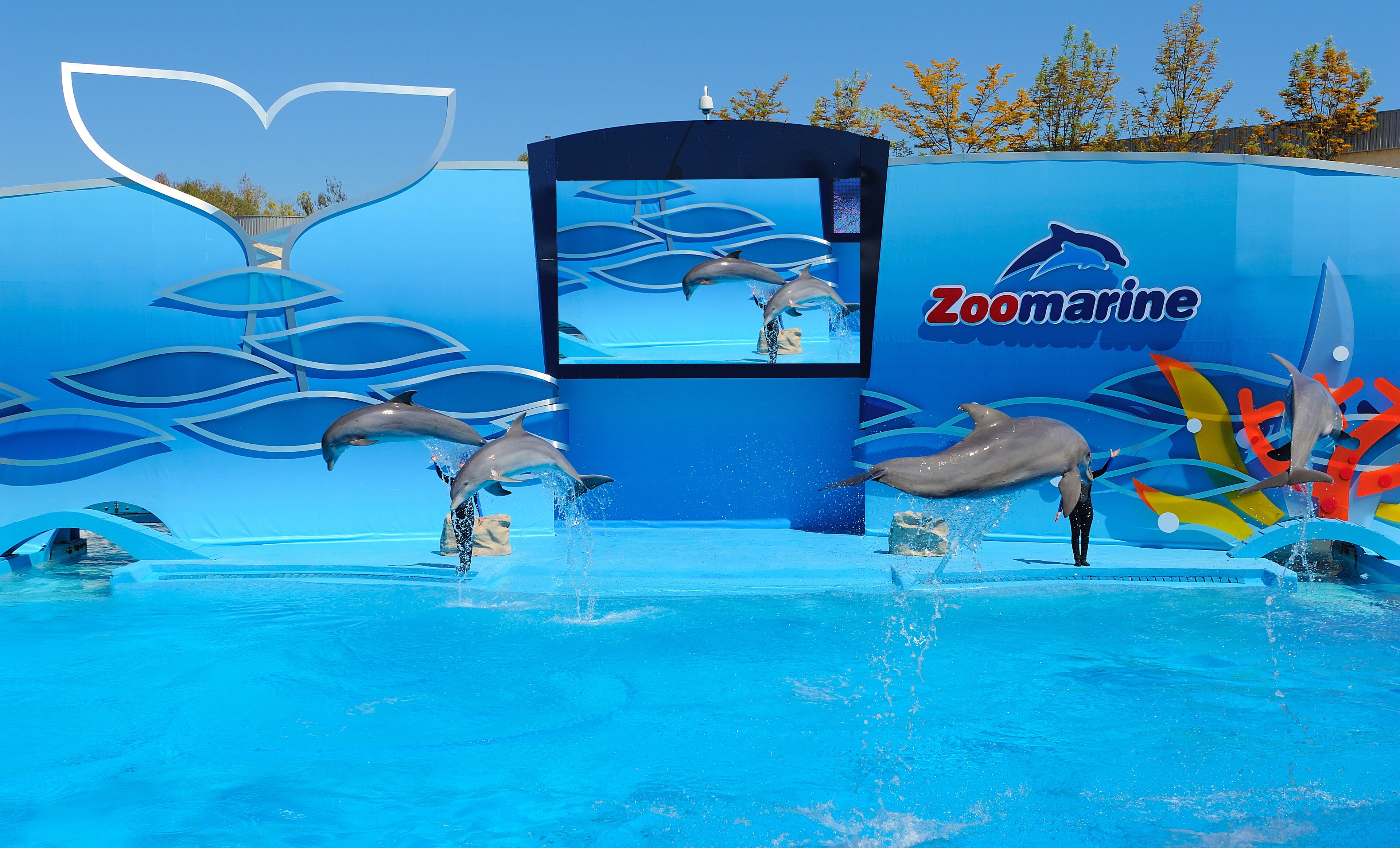Un spectacle de dauphins dans un parc aquatique, avec un grand écran diffusant des images des dauphins exécutant des figures.