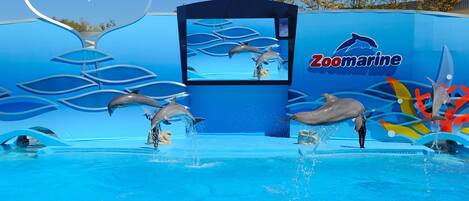 Un spectacle de dauphins dans un parc aquatique, avec un grand écran diffusant des images des dauphins exécutant des figures.