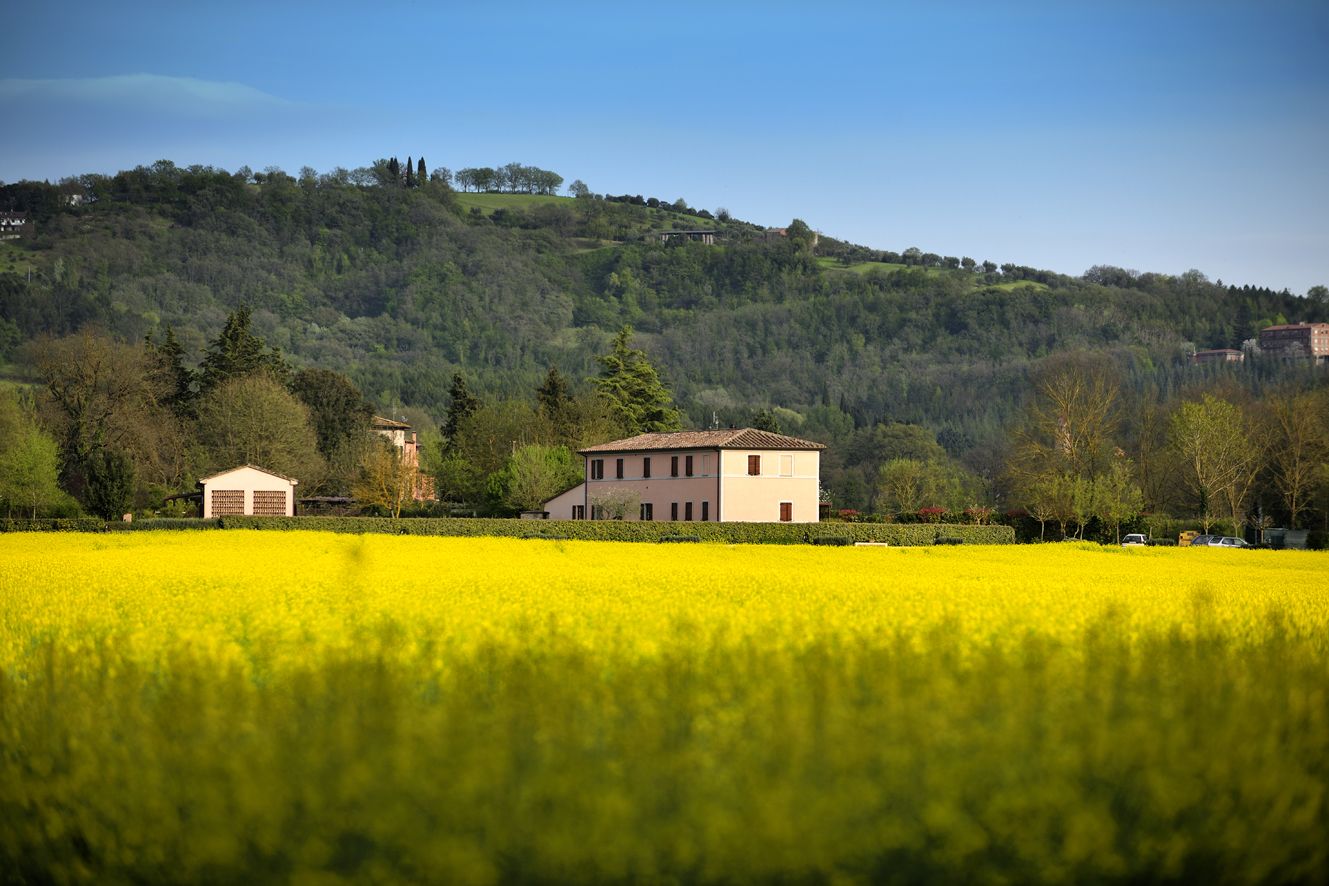 A rural landscape with a field of yellow flowers, a large building, and a hill with trees and a small structure in the background.