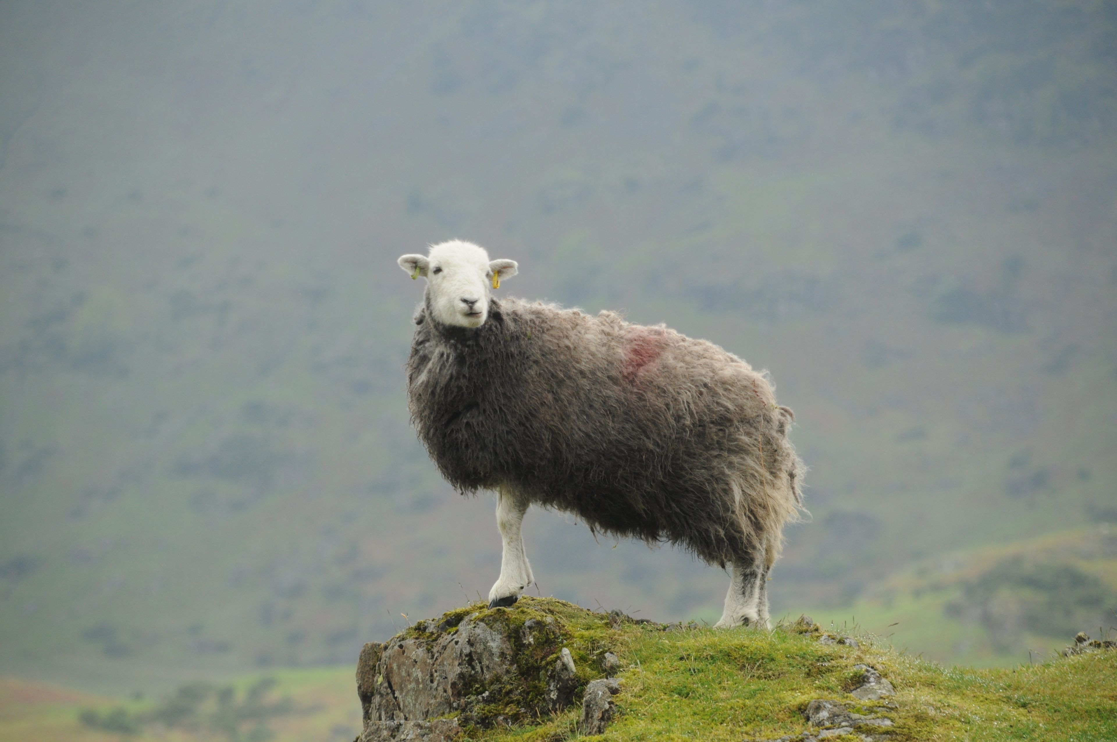 Foto - Haisthorpe Guest House