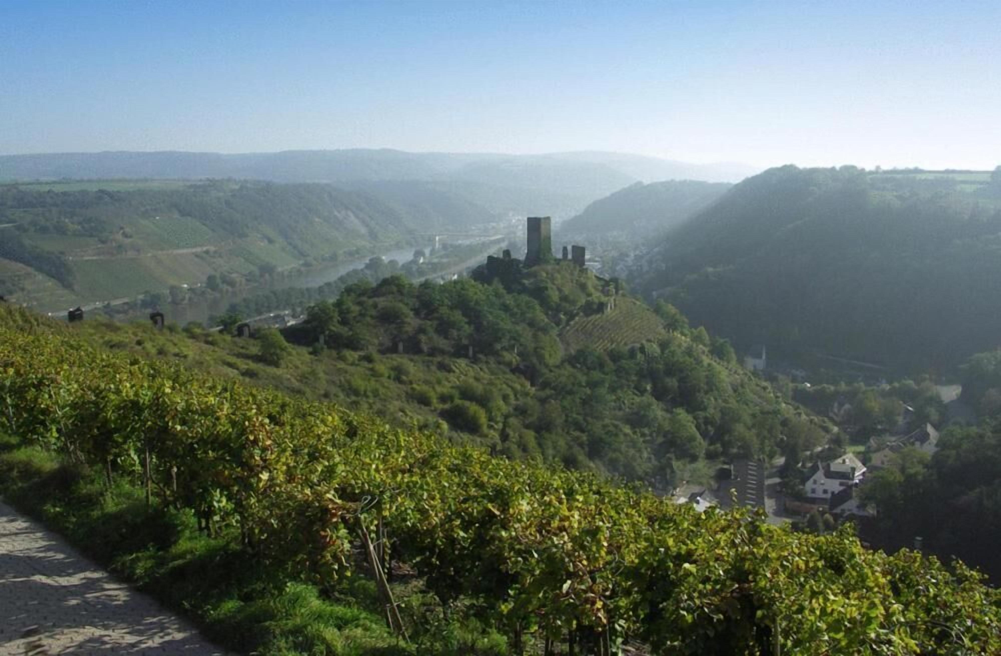A vineyard with rows of grapevines and a historic tower on a hill.