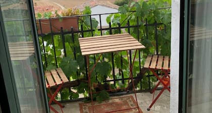 El Olivo de Sansol