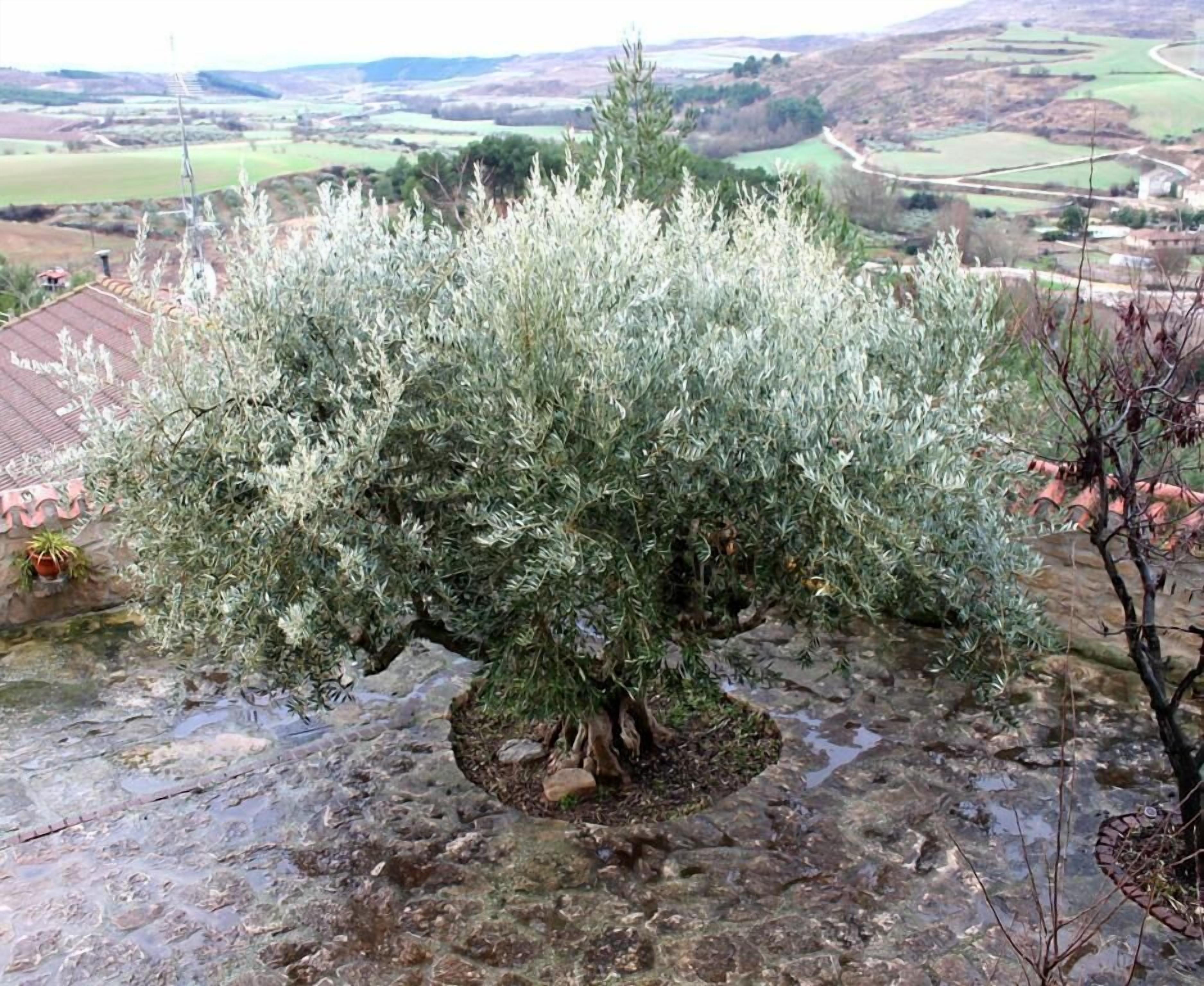 Foto - El Olivo de Sansol
